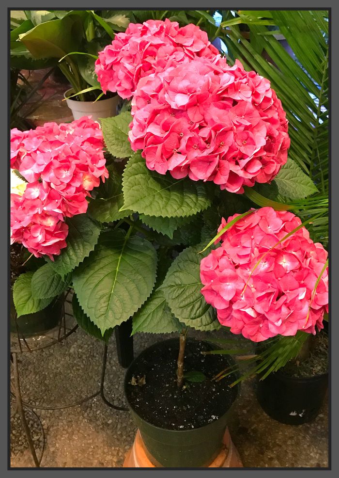 JQ Hydrangea Topiary