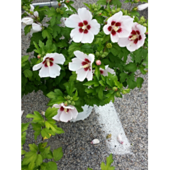 Rose of Sharon