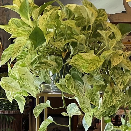 Plant Subscription - BiMonthly