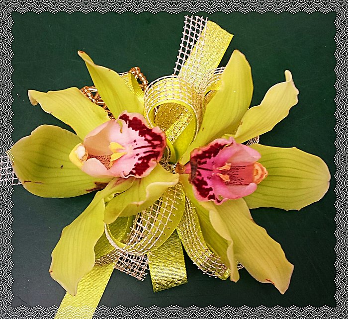 JQP Tropical Cymbidium Pair