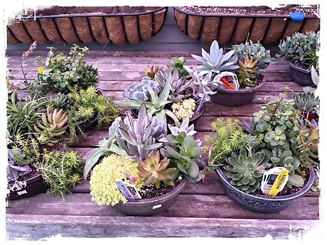 JQGC Mixed Succulent Gardens