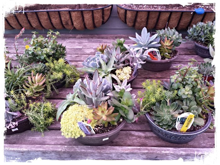 JQGC Mixed Succulent Gardens