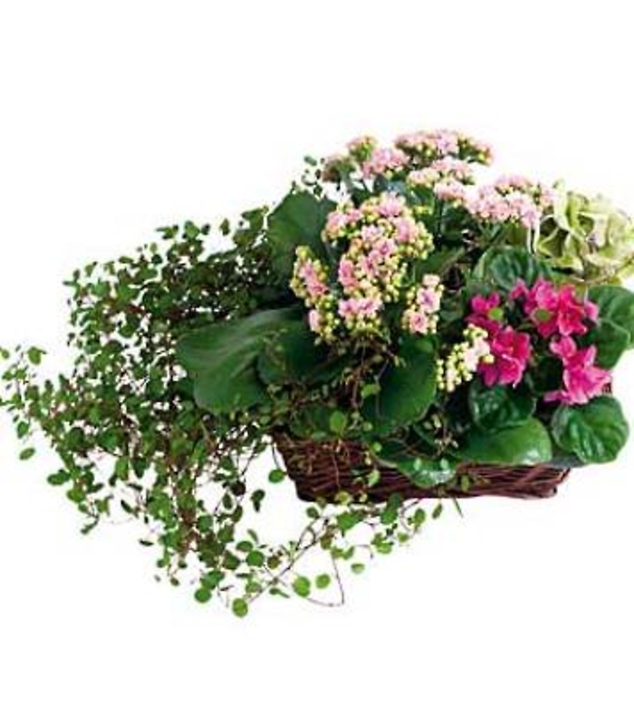 JQ 7132 Circle of Life Plant Basket