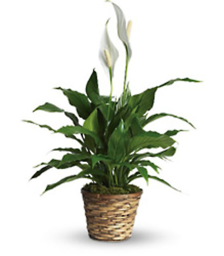 Simply Elegant Spathiphyllum-Small