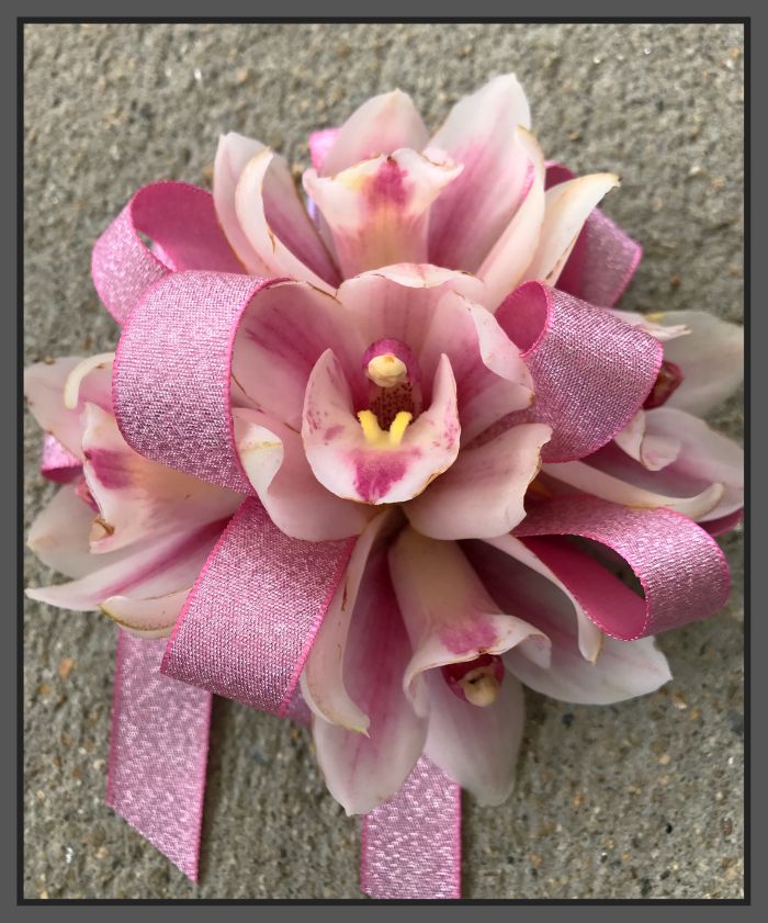 JQP Sweet Cymbidiums