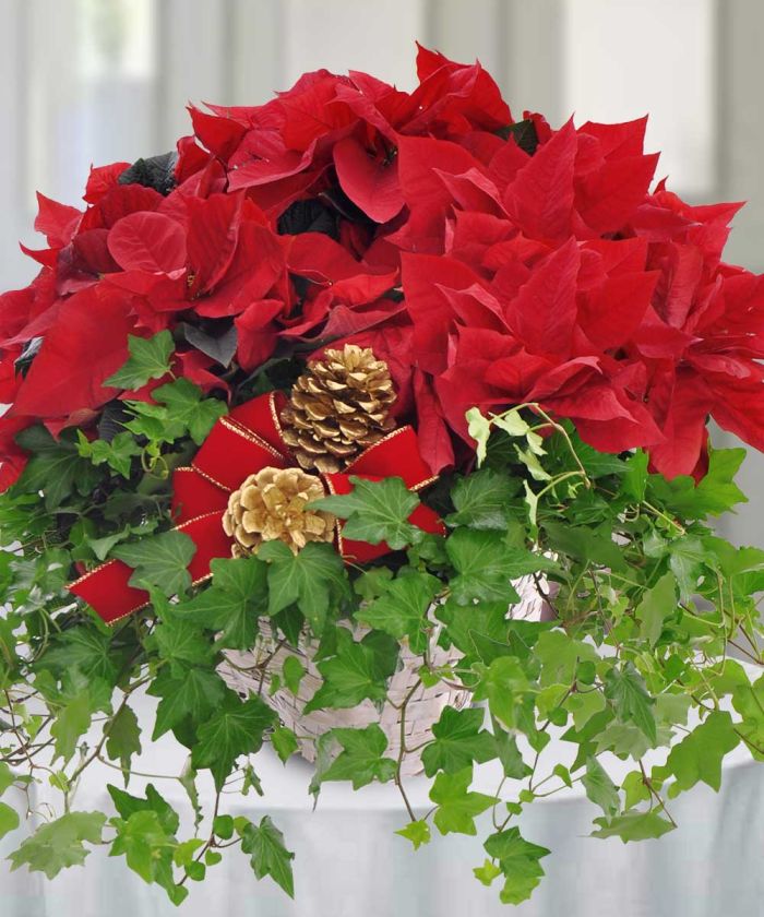JQC1412 Poinsettia and Ivy Garden