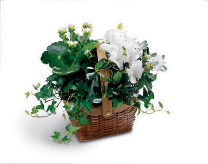 White Assortment Basket