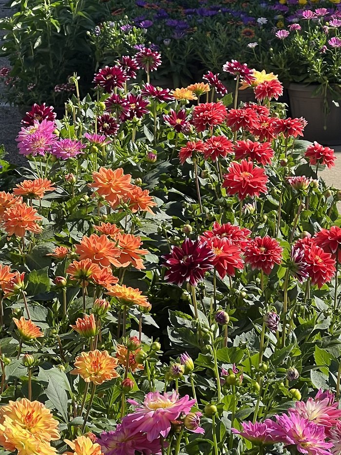 JQGC Dahlia Patio Planter