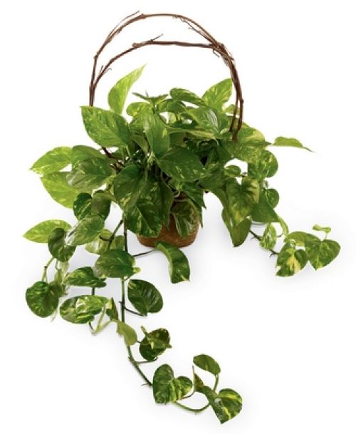 Under the Vine Planter