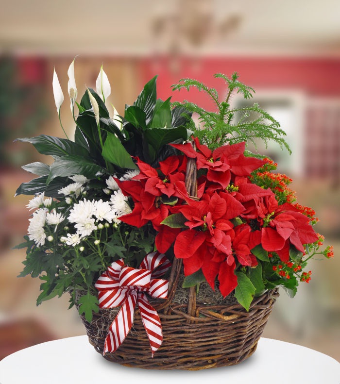 JQ Blooming Poinsettia Basket