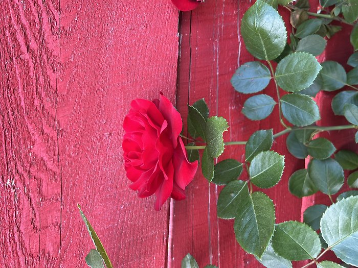 Climbing Rose Bush