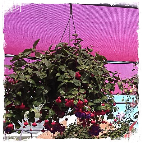 JQGC Hanging Fuschia