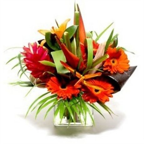 JQ Hot Tropics!