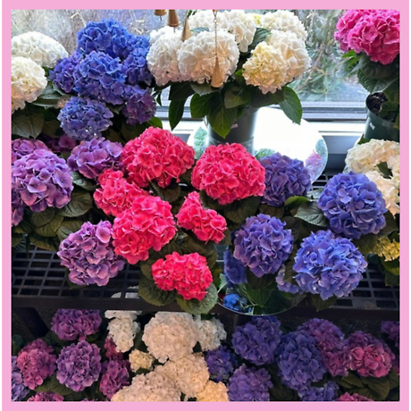 Locally Grown Hydrangeas
