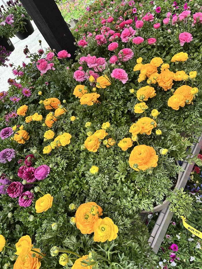 Ranunculus Planter