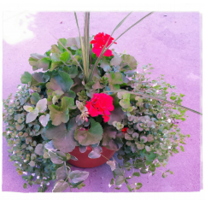 Mixed Patio Planter - Large