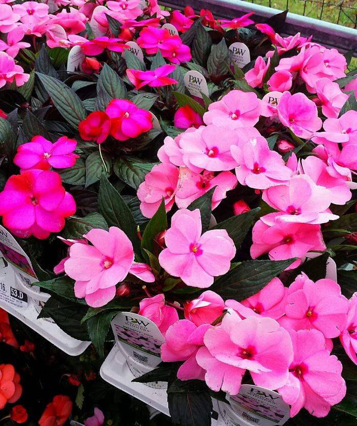 JGC New Guinea Impatiens