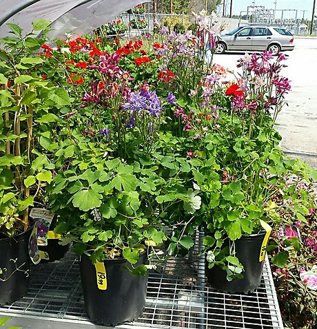 JGC Mixed Perennials