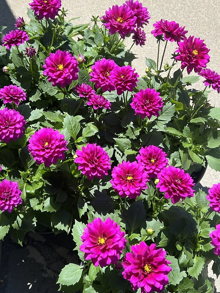 JQGC Dahlia Patio Planter