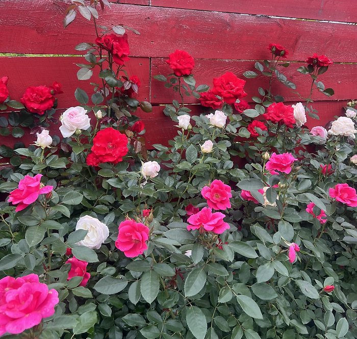 Climbing Rose Bush