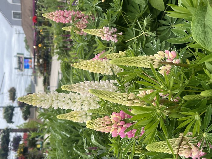 Mixed Perennials