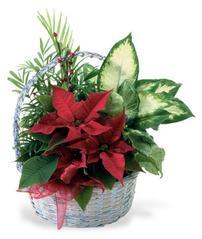 JAC13CP06 Winter Garden Planter