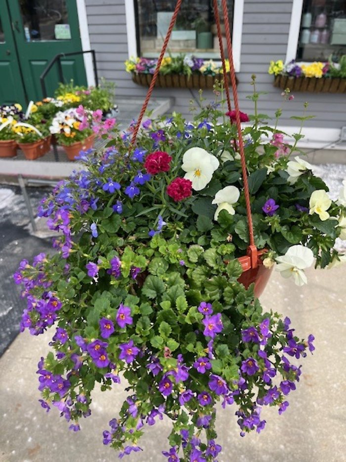 10\" Mixed Hanging Basket (Cold)