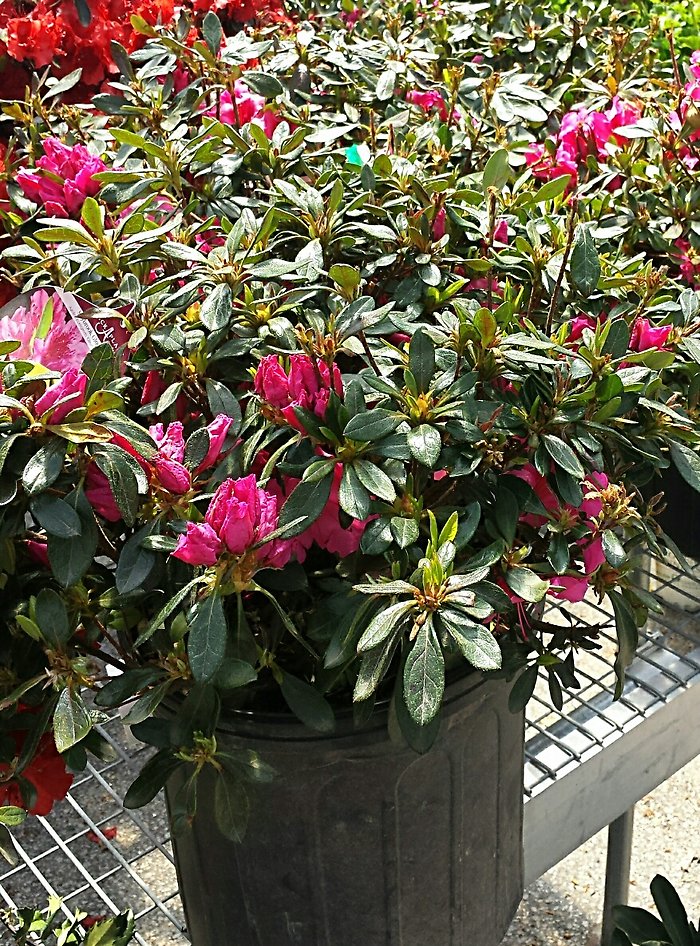 JGC Azaleas &amp; Rhodies