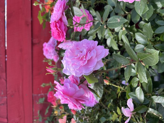 Blooming Rose Bush