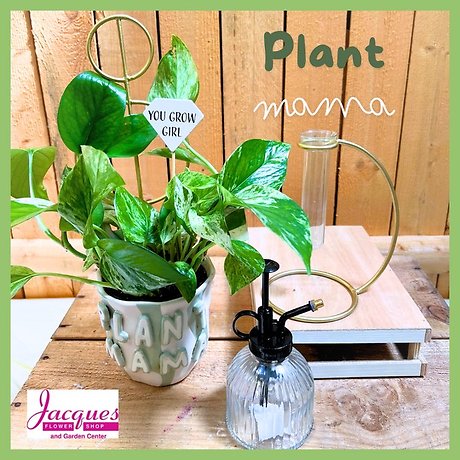 Plant Mama Gift Package