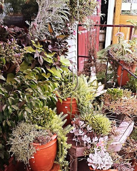 JQGC Succulent Gardens