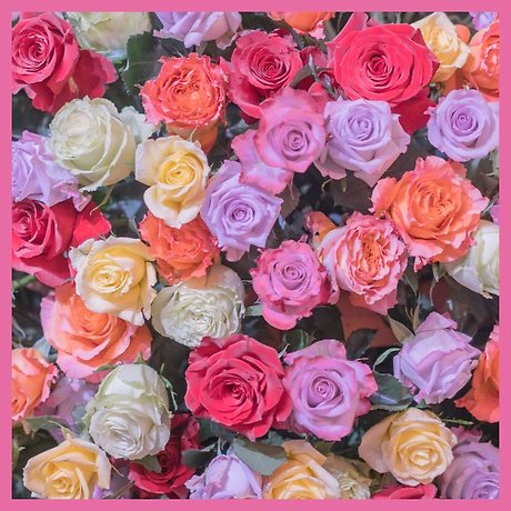 Subscription Blooms! Roses, Roses, Roses!  Arranged