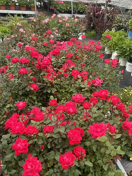 Blooming Rose Bush