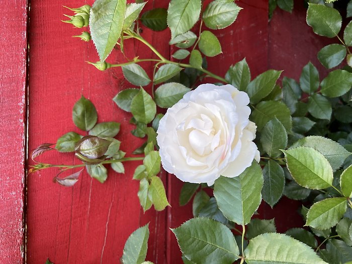 Climbing Rose Bush