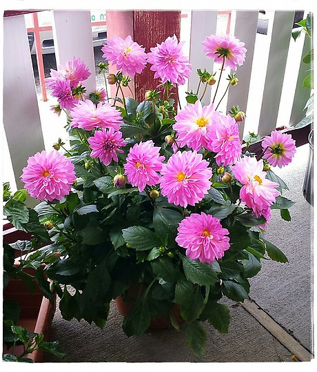 JQGC Dahlia Patio Planter