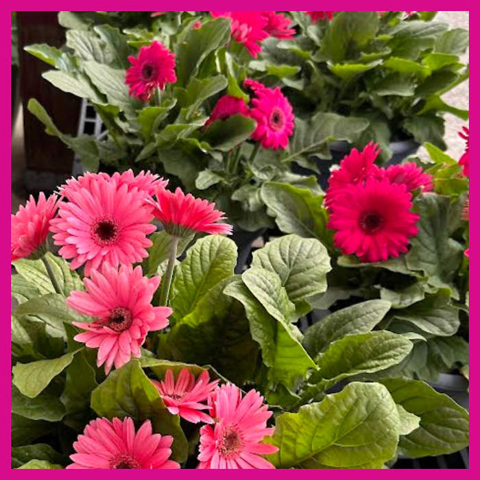JGC Gerbera Daisy Planter