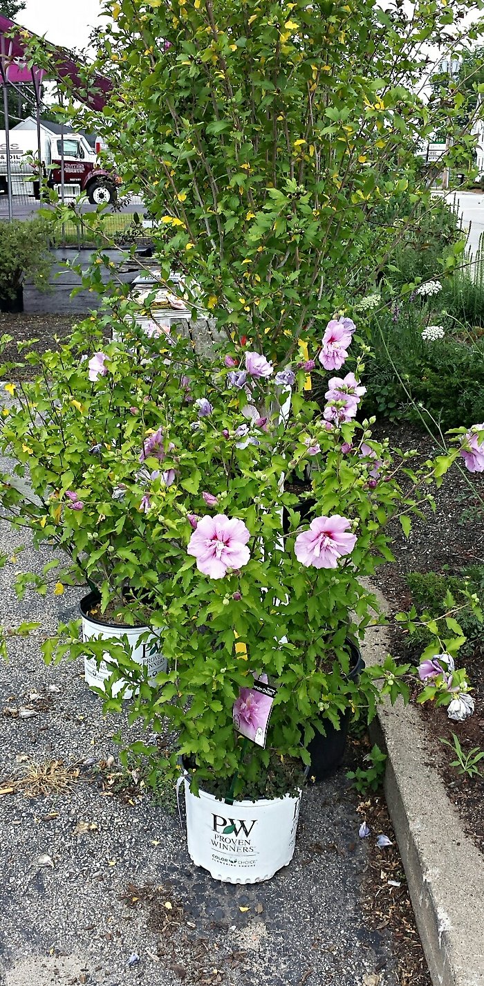 JQ Rose of Sharon