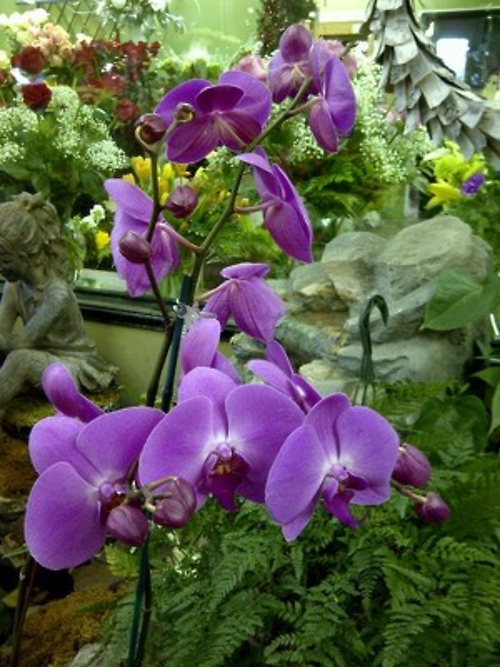 Elegant Orchid Plants