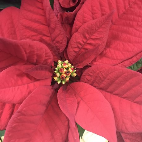 Plant Subscription - Seasonally