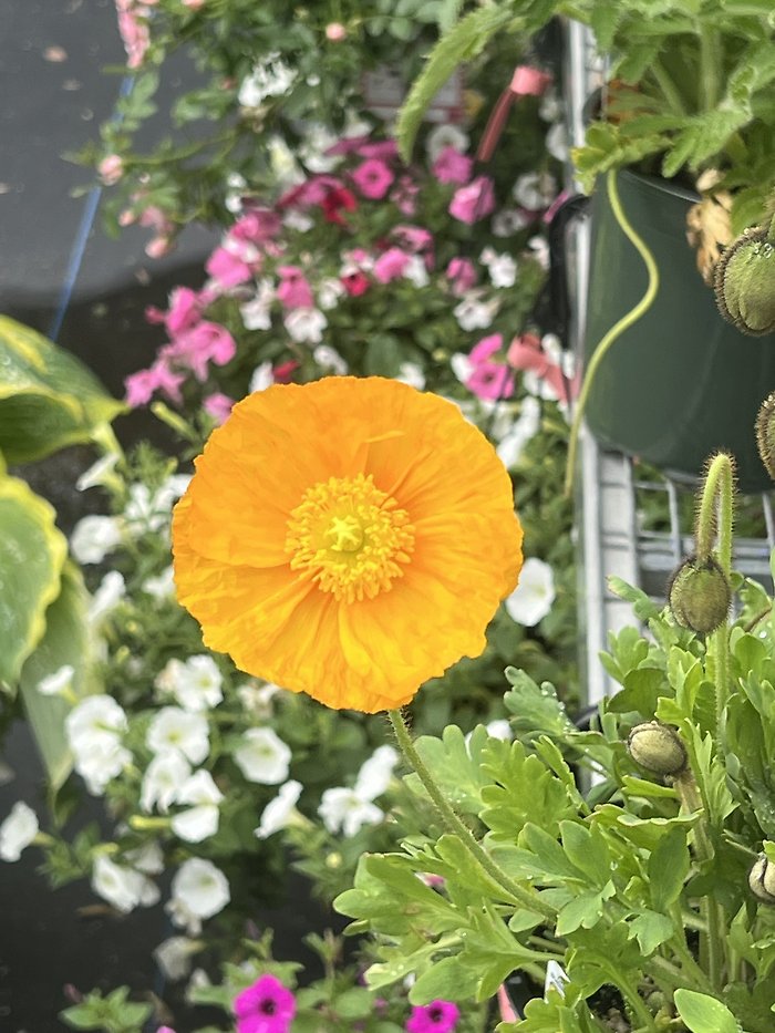 Mixed Perennials