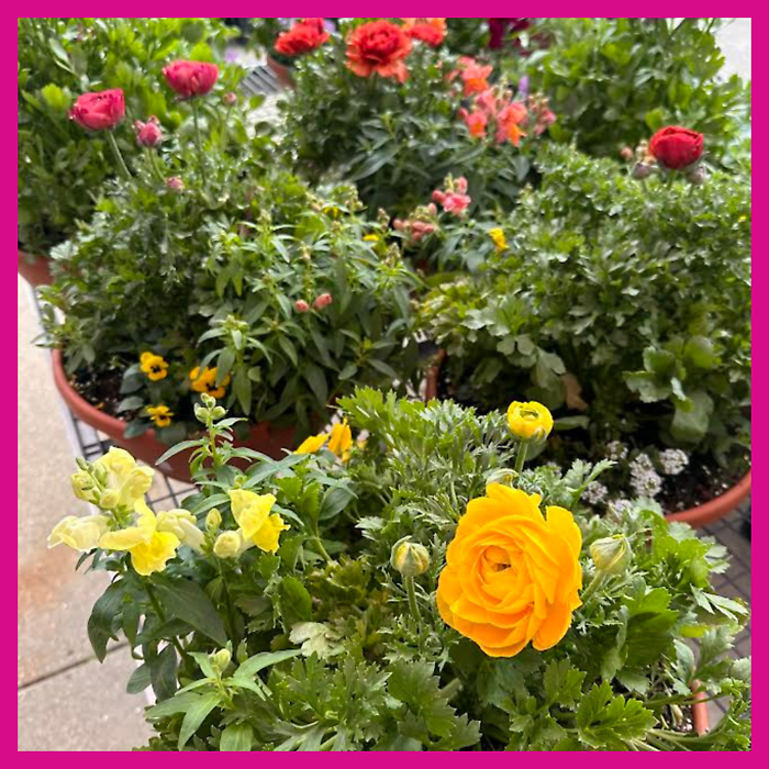 JGC Mixed 12\" Planters
