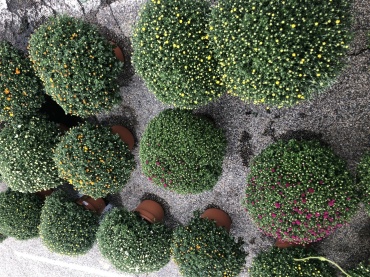 Large Mums